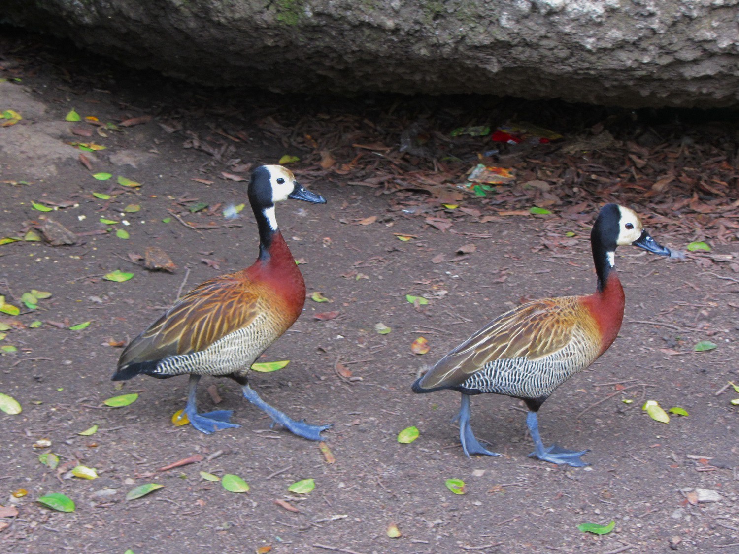 Ducks with blue feet in the Placa da Republica